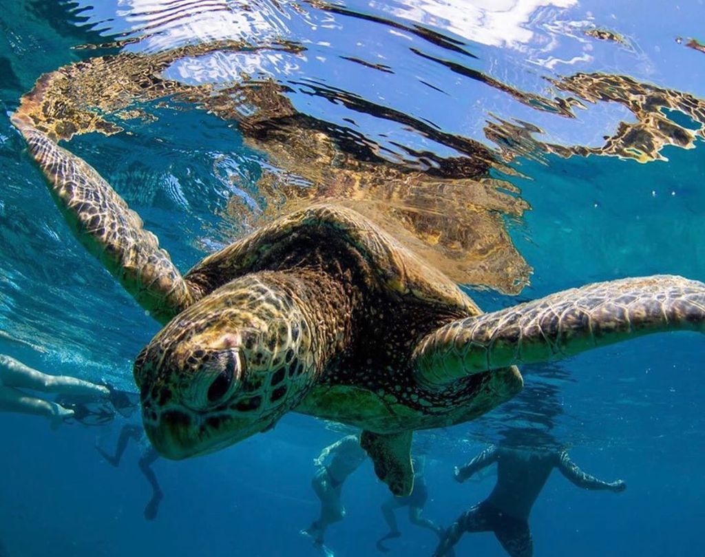 This little guy teaching us humans how to swim! 😄🐢💙
PC: @aqualorisvisuals
•
•
•
•
•
#seaturtlelover #seaturtle #seaturtles #turtle #turtles #oahu #hawaii #oceanlife #oceanlovers #saveouroceans #saveourseas #seaturtlecamp