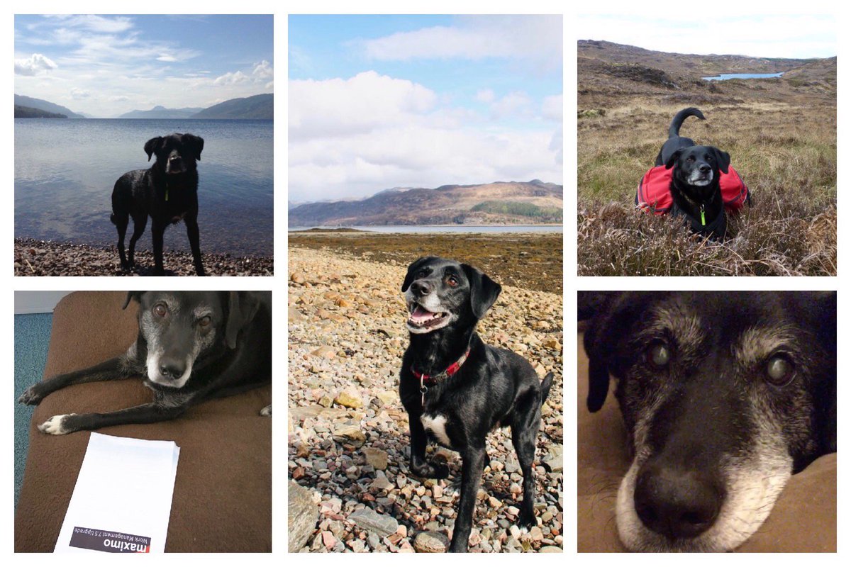 This Friday marks our 14th anniversary at imorph and it seemed fitting to honour one of our longest serving members of the team. Here’s to Buzz and office dogs everywhere. May we treasure every day we have with them.  #dogsoftwitter #officedog #lovedogs #longserviceaward