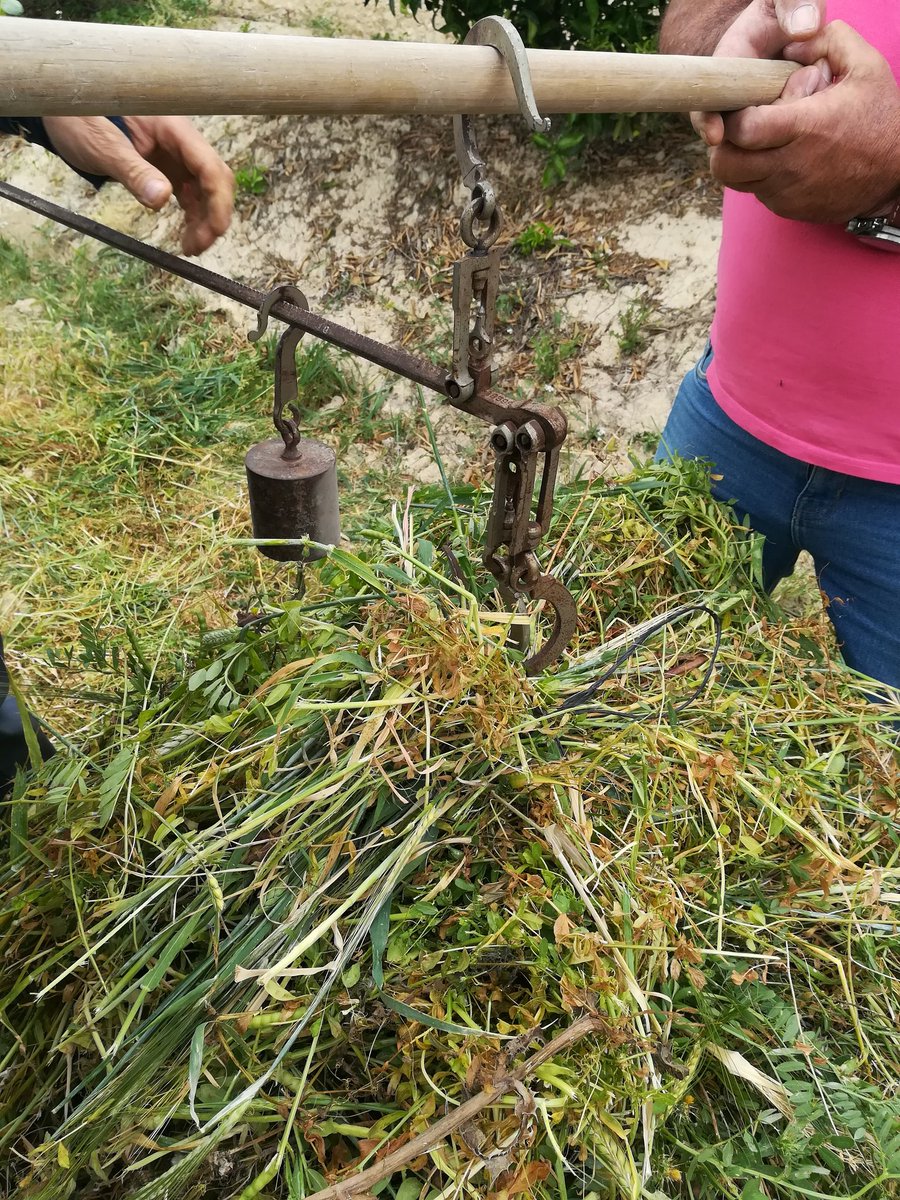 VirginiaSanNava's tweet photo. Cosecha de cebada/veza en nuestro caso de estudio 2 @diverfarmingES @zornoza_raul https://t.co/biWIfbATWi
