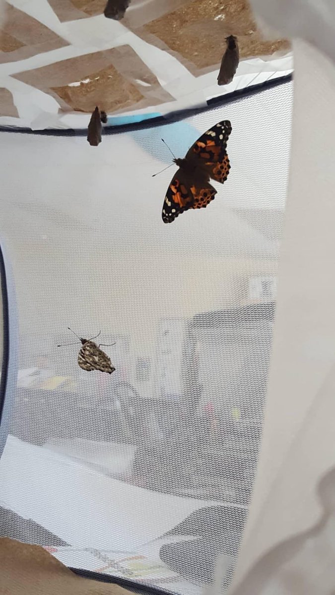spuleagles's tweet photo. They are ready to be released into nature! #div16&17 https://t.co/UO6d3XO4XM