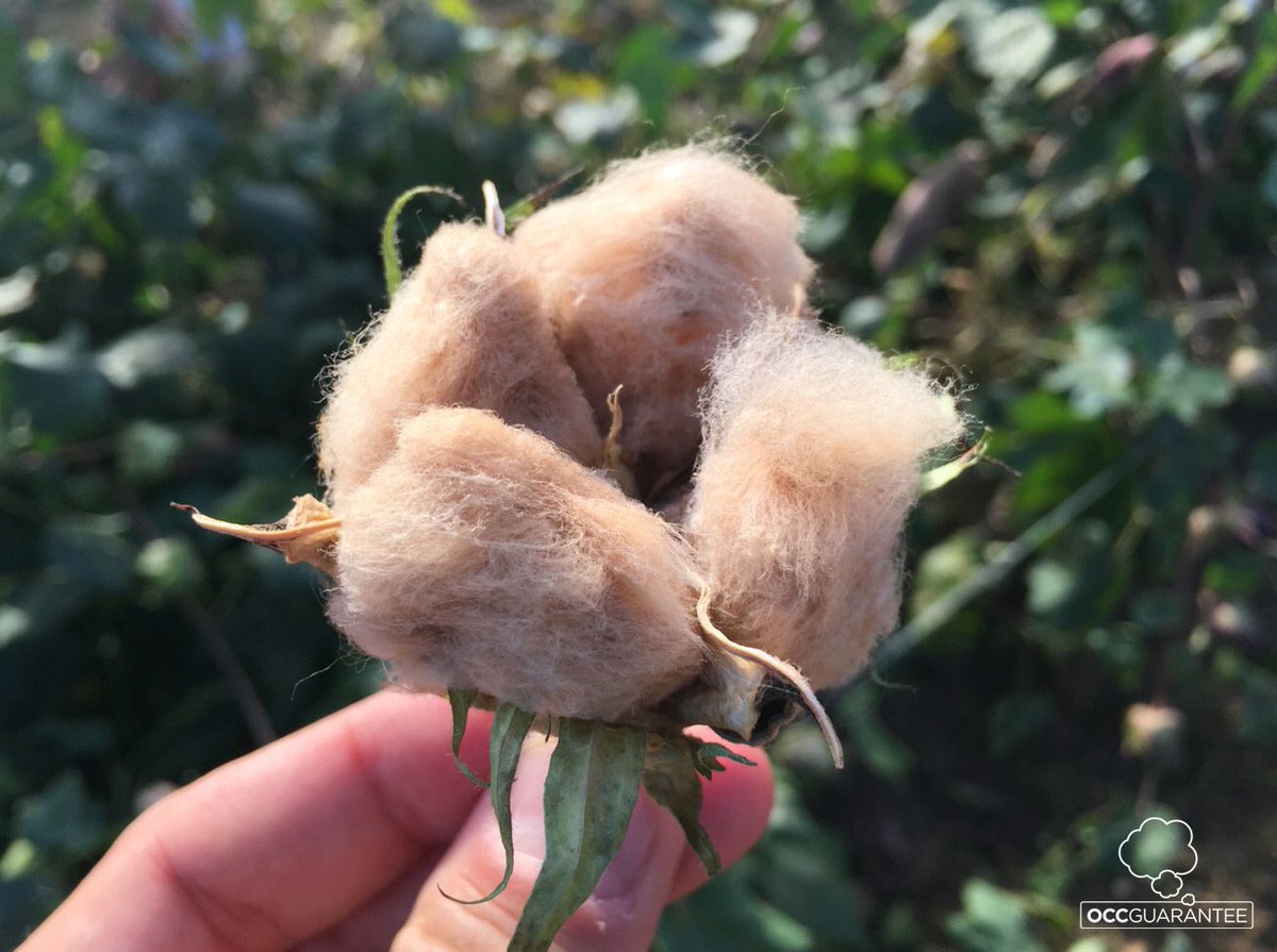 conectandocon's tweet photo. Aunque muchos creamos que el blanco es el color original del algodón estamos equivocados y @OrganicCottonCo lo demuestra🌱 
Una empresa del sector textil que tiene como objetivo recuperar el cultivo de algodón de color.
Descubre más a través del link de la bio 👆🏼
#algodondecolor https://t.co/Oik9Dcg3Kc