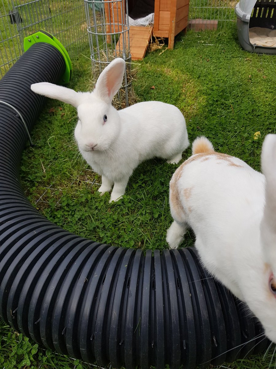 sleepy_burrows's tweet photo. Lottie & Don seemed very pleased that the rain had finally stopped #Rabbit #smallpetboarding #smallbusiness #Essex #Pet #London #rainraingoaway https://t.co/u8B5tlylc0