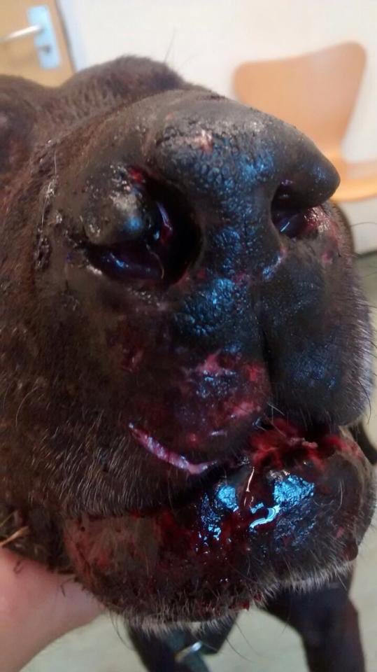 joynes85's tweet photo. *graphic images* 4 years ago today I rescued the amazing Flint from vile, cowardly badger baiters in North Wales. 4 years on & He’s still loving life with his new family, regularly going on holiday & even has long walks to the pub. @RSPCA_official @rickygervais ❣️ https://t.co/lfPgfMRtu2