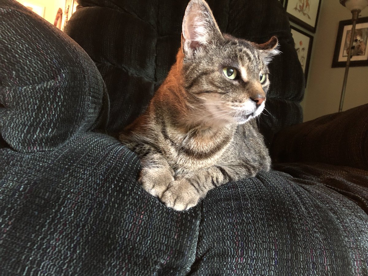 KeitherKeith's tweet photo. π¦π·π¦πΉπ¦π·π¦πΉπ¦ π·π¦
Itβs been almost a month since the new chair appeared.
Today I took the leap and Iβm pleased to announce the new score:
Other Guy: still 0
MeKeith: 1
#FelineChairChief
#FluffyFursday
#Victory
#GoKeithGoKeithGoKeith
π¦π·π¦πΉπ¦π·π¦πΉπ¦π·π¦ https://t.co/g9BK2bPvXW