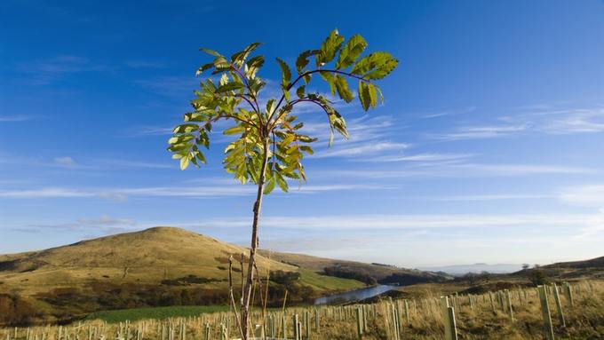 Rauceby09's tweet photo. Only 13% of the UK's total land area is covered in trees, compared with an EU average of 37%. Unless we take action, we are hurtling towards a global catastrophe. The UK Government must take action to increase tree planting rates https://t.co/a89vKV7v9C