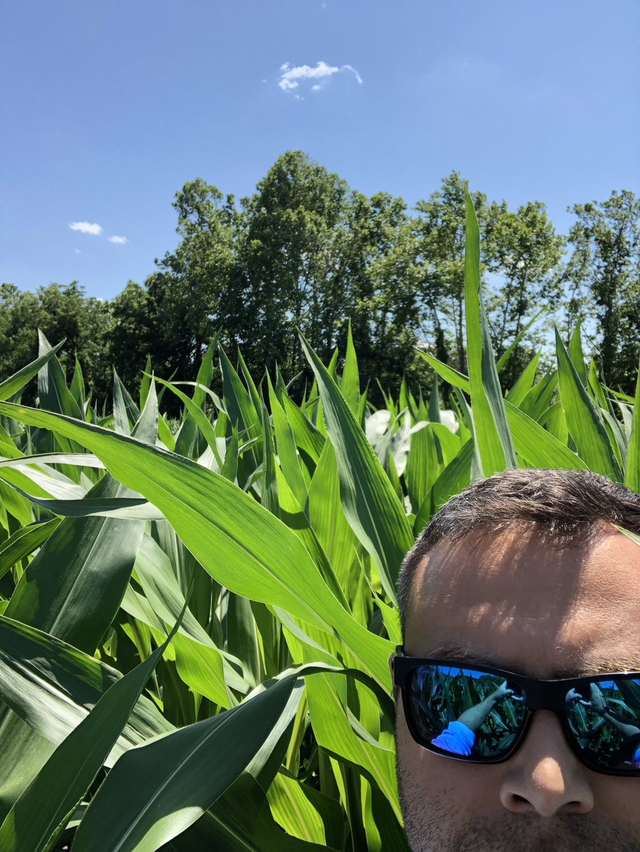MC3617 planted April 15th with Early Quadris and MFA Gold Advantage Corn application looking great!  <a href="/morcornhybrids/">MorCorn Hybrids</a> <a href="/Birdsongfarms/">Taylor Birdsong</a>