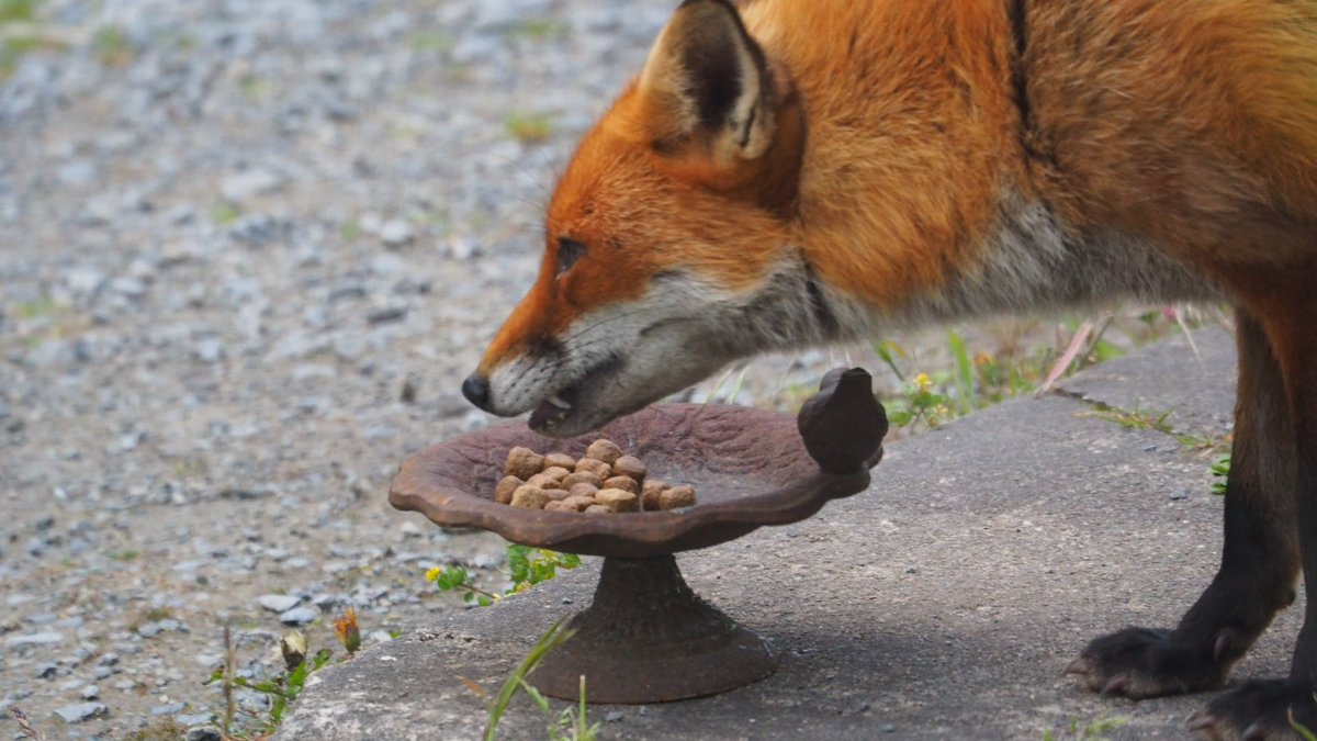 WildCottage's tweet photo. Oh! Foxy just came by quite early! Got a decent pic with the real camera https://t.co/HOtyeQ3oKz