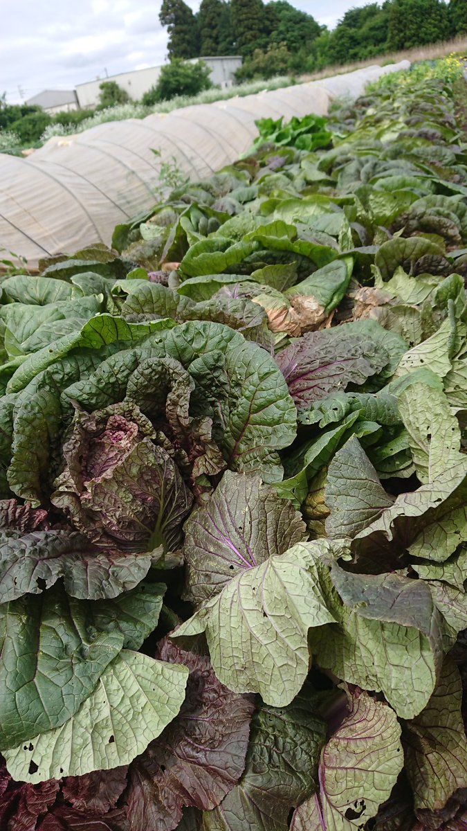 magicpman's tweet image. 紫白菜 準備完了！
土曜日には店頭に。