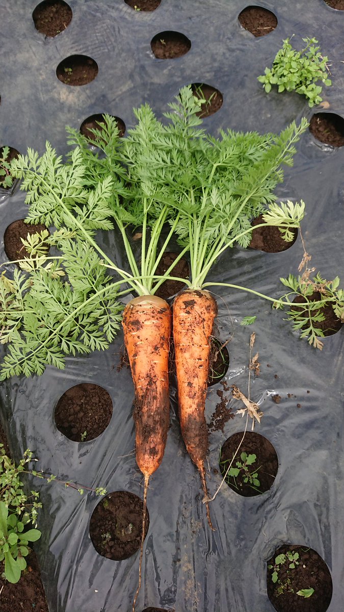 magicpman's tweet image. さあっ！葉付きニンジン様 出番です！