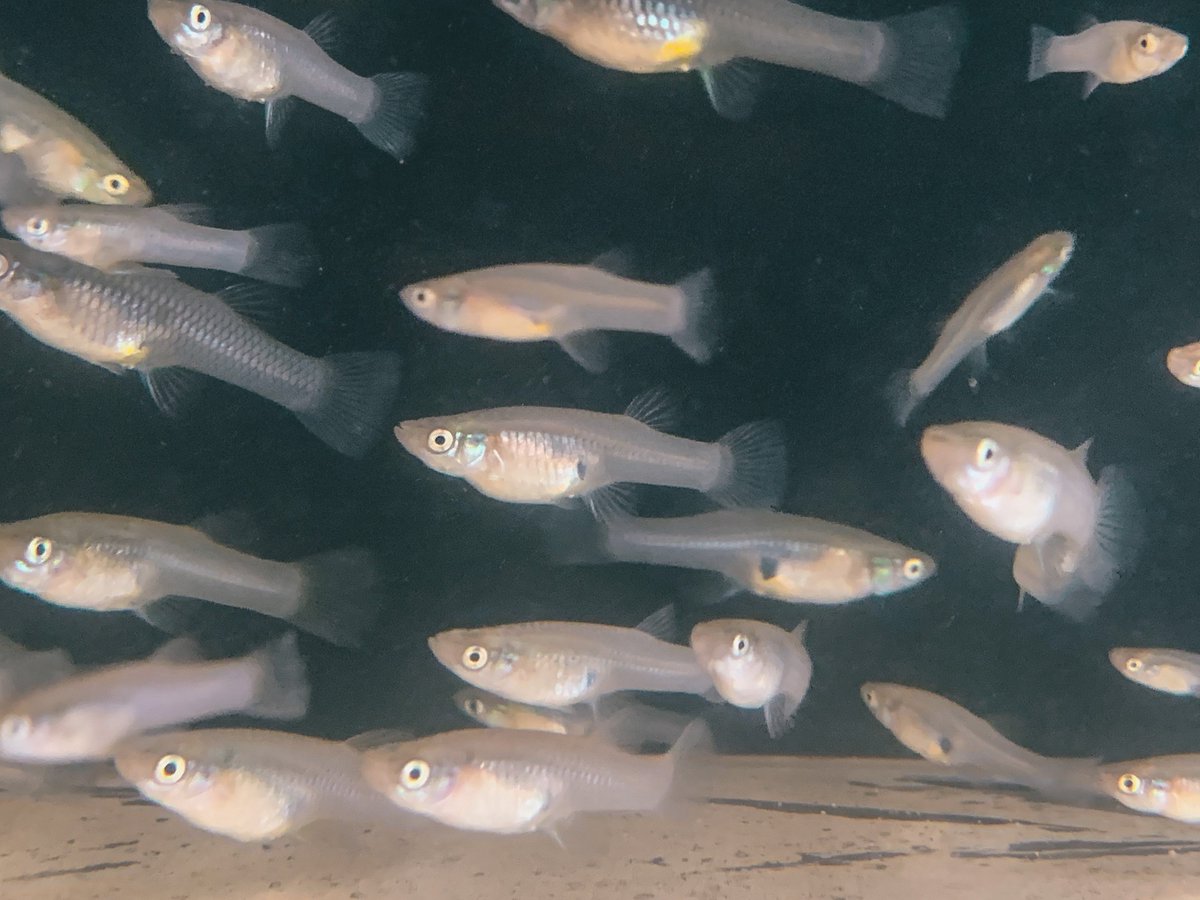 SaludHEALTHinfo tweet media