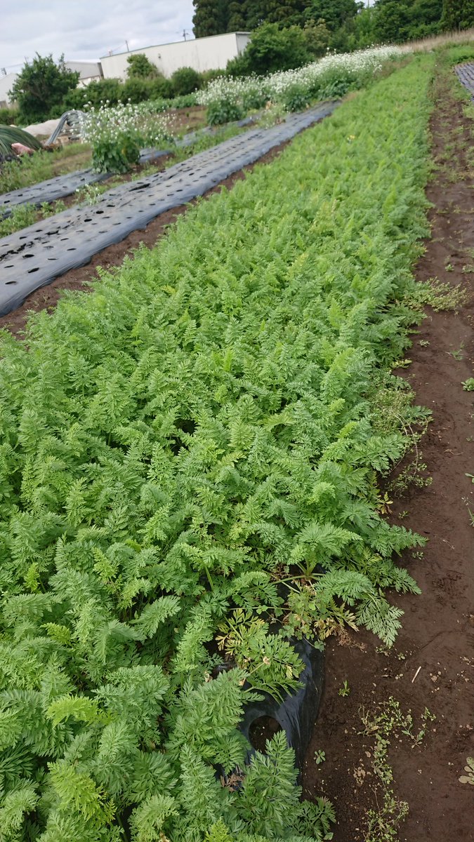 magicpman's tweet image. さあっ！葉付きニンジン様 出番です！