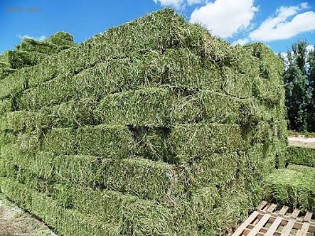 Biliyorsunuz ki bizim en büyük giderimiz ot. Pahalı olduğu ve çok paramız olamadığı için aylık 150 balya civarı alıyorduk ancak paramız yetiyordu. 32-35 arası aldığımız balya fiyatı 20 liraya düştü sezon itibarıyla. Bir kahve parası ( 20 lira ) ayırır mısınız evlatlara ?