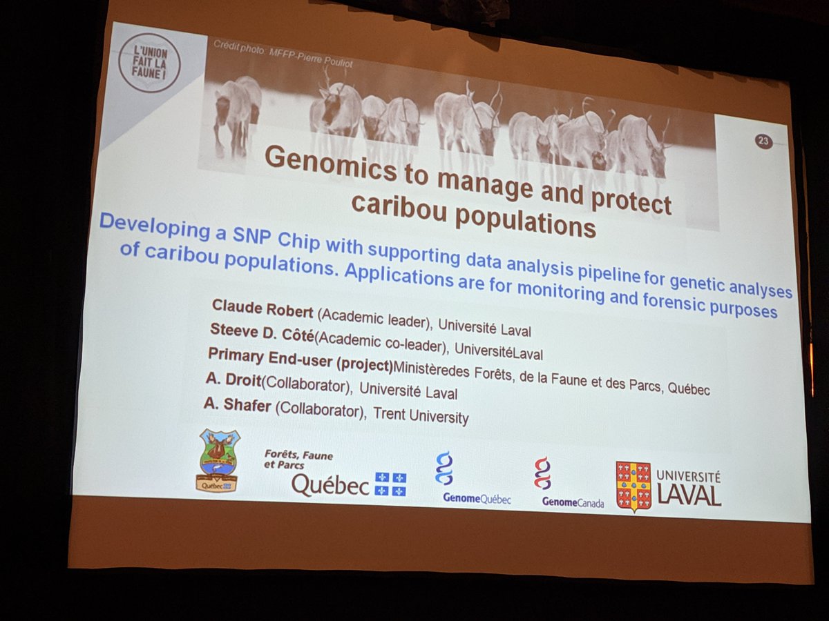 Sherryn_C's tweet photo. Vincent Bourret and colleagues in #quebec are developing  emerging #genomic techniques for monitoring and #forensic investigation involving #caribou #snpchip #genotyping by #sequencing #dna #SWFS2019 @SWFS3 https://t.co/2chU6api1g