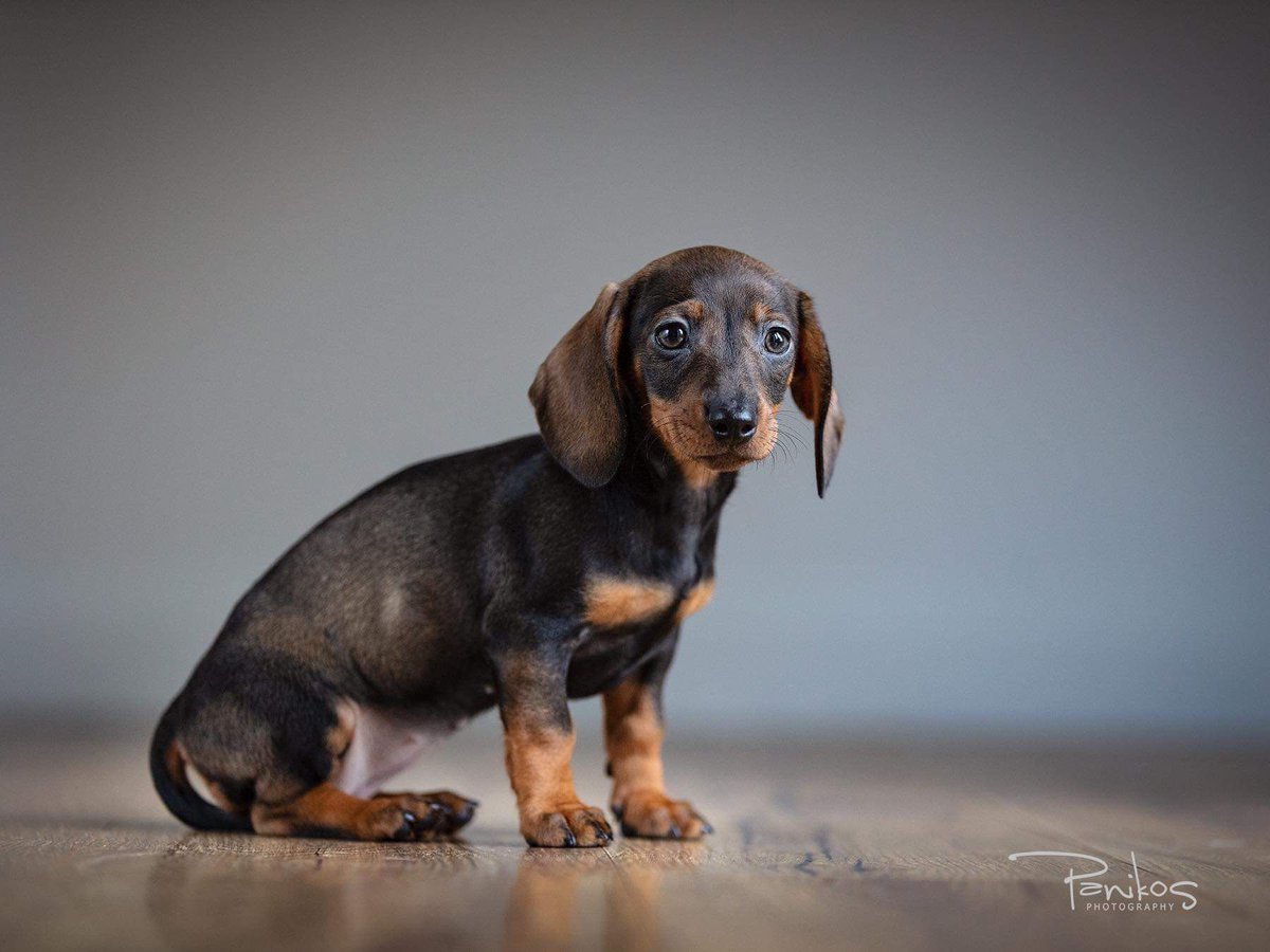 panikosphoto's tweet photo. Here’s little 8 week old Lola the miniature dachshund and she’s one of the cutest ‘babies’ to visit the studio. We are in love. ❤️

If you have a new addition with four legs or two, message us to find out about our offers for baby portraits! 😍 #petportraits #puppyportraits https://t.co/2CCIMmMHiI