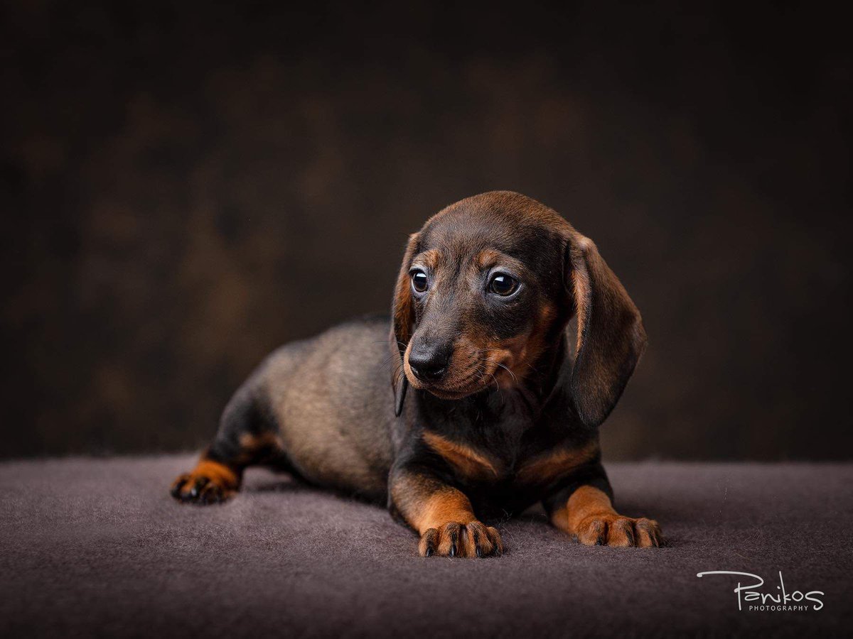 panikosphoto's tweet photo. Here’s little 8 week old Lola the miniature dachshund and she’s one of the cutest ‘babies’ to visit the studio. We are in love. ❤️

If you have a new addition with four legs or two, message us to find out about our offers for baby portraits! 😍 #petportraits #puppyportraits https://t.co/2CCIMmMHiI
