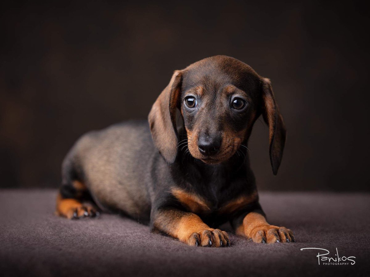 panikosphoto's tweet photo. Here’s little 8 week old Lola the miniature dachshund and she’s one of the cutest ‘babies’ to visit the studio. We are in love. ❤️

If you have a new addition with four legs or two, message us to find out about our offers for baby portraits! 😍 #petportraits #puppyportraits https://t.co/2CCIMmMHiI