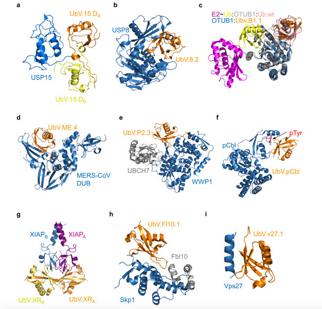 Emerging drug development technologies targeting ubiquitination for cancer therapeutics reviewed by  Sachdev Sidhu #DonnellyCentre &amp; <a href="/WeiZhangTO/">Wei Zhang</a> <a href="/uofg/">University of Guelph</a> 
sciencedirect.com/science/articl…
