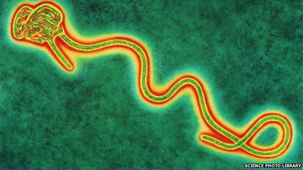Los científicos descubren que el #Ébola y el #VIH utilizan la misma vía para invadir las células inmunitarias y han diseñado anticuerpos que la bloquean ➡️ bit.ly/2IatCrG