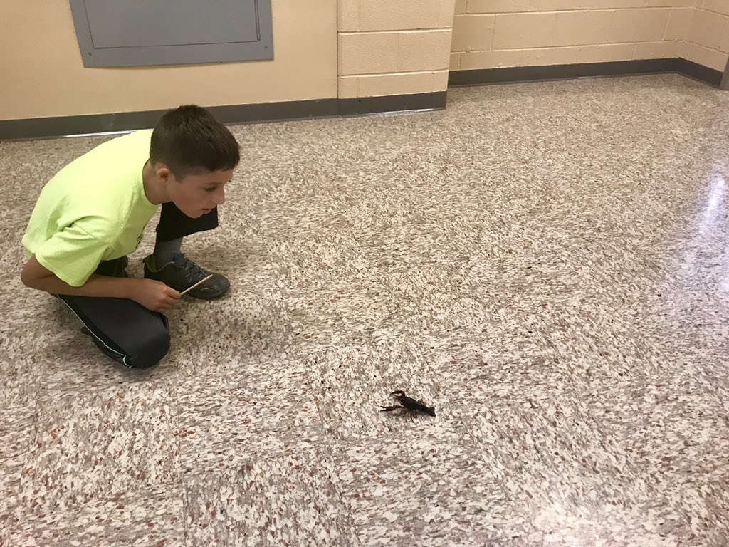 BsquaredMES's tweet photo. 🦐Crayfish are here! The students loved making new friends! Today they observed the features and behaviors of the crayfish. Some brave students even learned to pet them! https://t.co/OHA89BA11Z