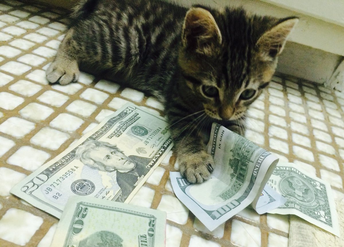 Cats With Money tweet media
