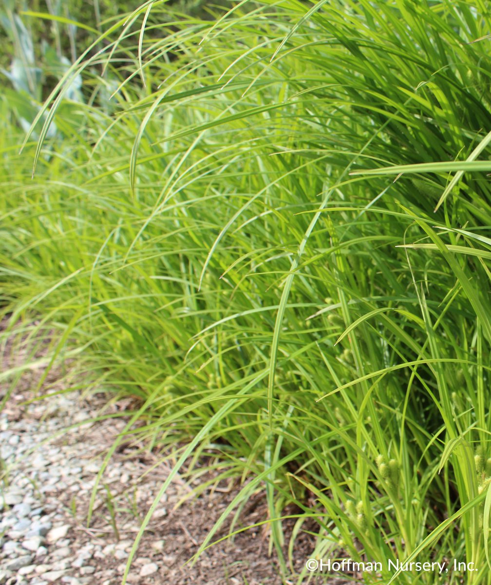 GrassSolutions's tweet photo. Here's a peek at Carex frankii in one of our borders.
Carex frankii is native to N. America and can be found in bottomland forests, the water's edge, wet prairies, and by roadsides. It's great for remediation projects, ditches, and wet spots in the landscape. #SedgesMakeSense https://t.co/X2TKLQRcSd