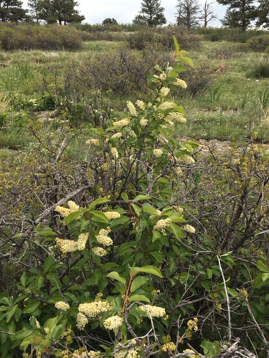 biologistdave3's tweet photo. And here's a taste of some of the joys of nature out on open space. Spring wildflowers: chiming bells, deathcamus, chokecherry, daisy... https://t.co/Brkl2v4wEq