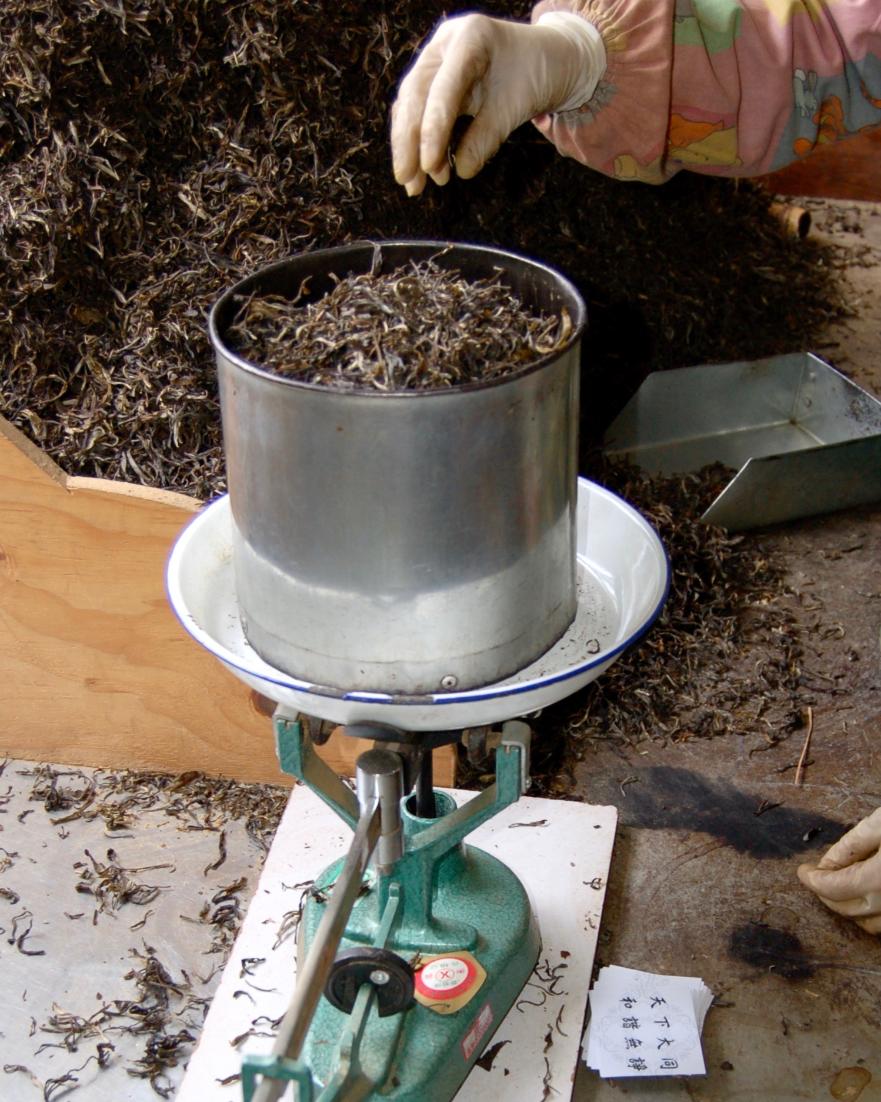 sevencups's tweet photo. Puer maocha gets weighed out precisely before compression. Instead of the traditional 357 grams per cake, our Ma Guo Tou (Caravan Leader) 2012 shu puer cake weighs in at a metric-standardized 400 grams. https://t.co/m3iShnqn7L #tea #teatime #puer #puertea #shupuer #puercake https://t.co/fu6lKXQuxH