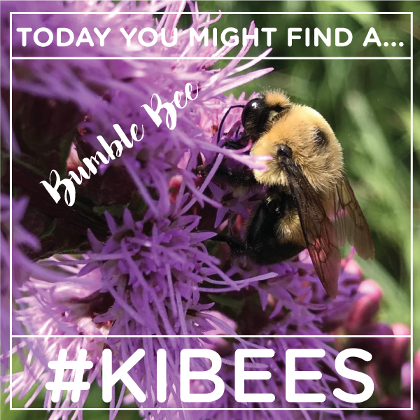 kibiorg's tweet photo. Lunch break pollinator counting? Us too. Show us what you find with #KIBees! Stay on the lookout for #bumblebees! Tbh, this photo is from 2018 😔, but we love it because this Dense Blazing Star is 🔥. Find out more about our 4th annual #PollinatorCount at https://t.co/Y1W4DbbJjE https://t.co/ahPdwdQZo8