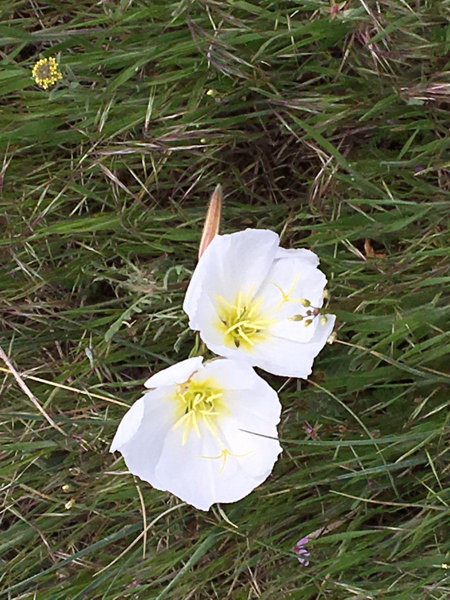 biologistdave3's tweet photo. More things like: evening primrose, wavyleaf dandelions, purple violets, yellow violets. https://t.co/uuSBSOQMSr