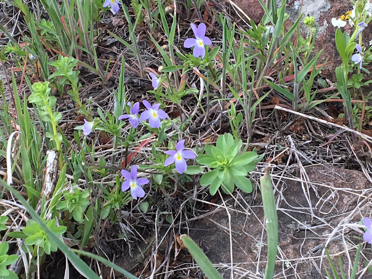 biologistdave3's tweet photo. More things like: evening primrose, wavyleaf dandelions, purple violets, yellow violets. https://t.co/uuSBSOQMSr