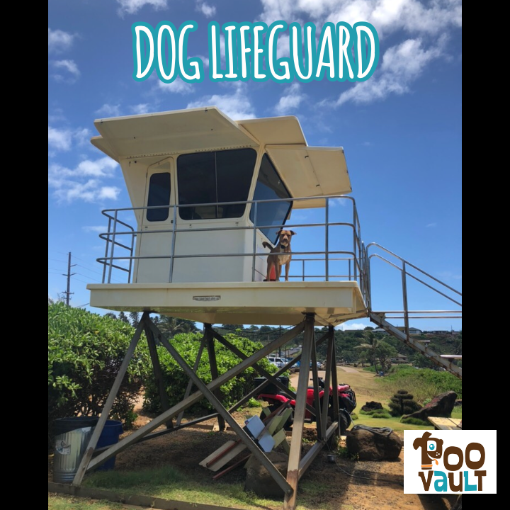 MoHapDog's tweet photo. This sweet boy was helping his dad keep the beaches and swimmers safe. Big job! Shorthair is the way to go for this job in the hot weather.
#
#
#lifeguarddog #doglifeguard #hawaiidog #kauaidog #beachdog #workingdog #outdoordog #poovault #lifeguardshack #lifeguardtower https://t.co/nvPcAZsXcb