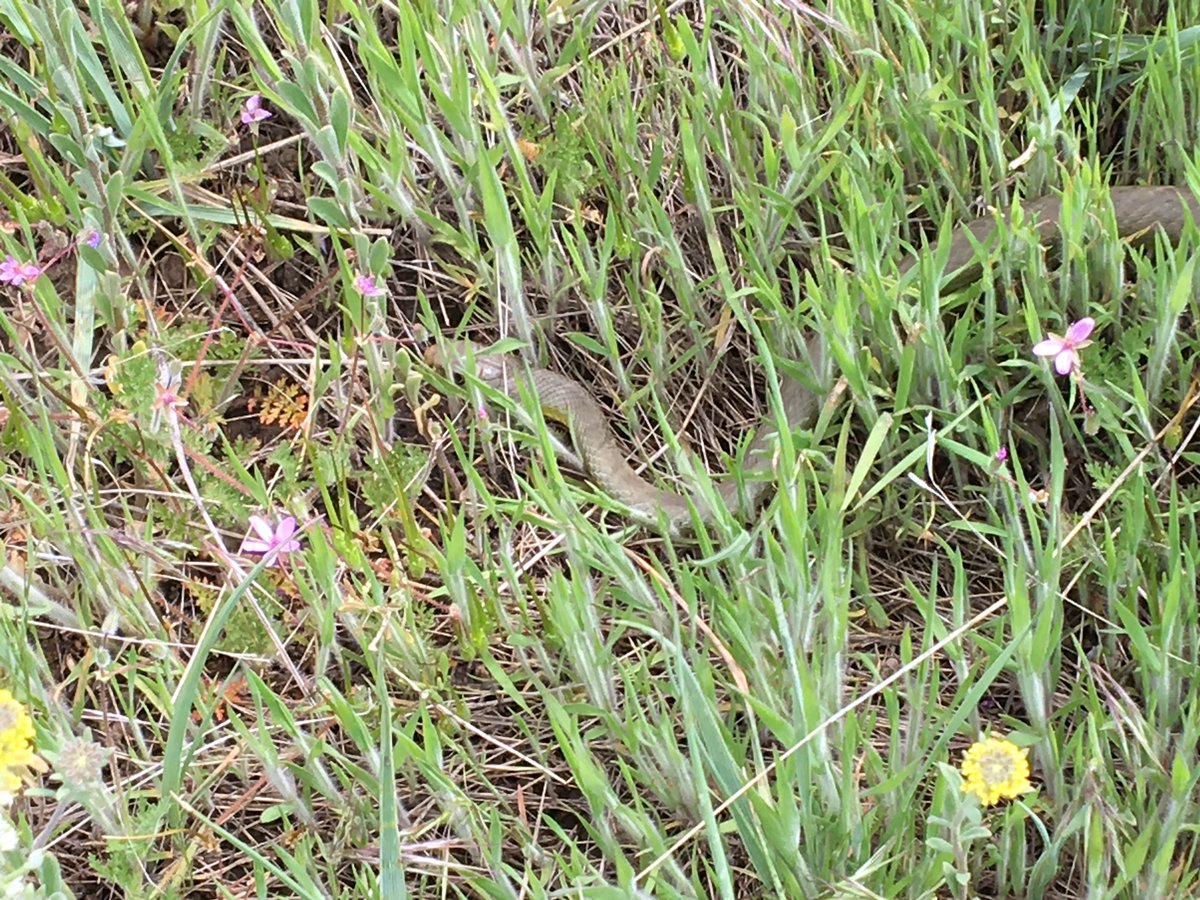 biologistdave3's tweet photo. And just when you aren't looking...  a racer. #RabbitMountain #wildlife https://t.co/FSI55yVaDL