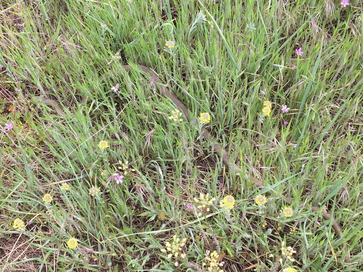 biologistdave3's tweet photo. And just when you aren't looking...  a racer. #RabbitMountain #wildlife https://t.co/FSI55yVaDL