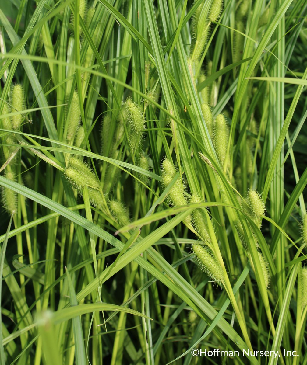 GrassSolutions's tweet photo. Here's a peek at Carex frankii in one of our borders.
Carex frankii is native to N. America and can be found in bottomland forests, the water's edge, wet prairies, and by roadsides. It's great for remediation projects, ditches, and wet spots in the landscape. #SedgesMakeSense https://t.co/X2TKLQRcSd