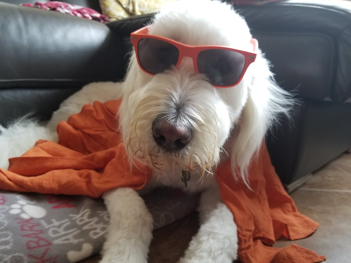 rvids's tweet photo. Woof! Happy 40th @Teradata !! Have a woof-ing good time celebrating your birthday! #petsofteradata #TeradataSpiritWeek #teradata40 #dogheroes #orangecape #teradatalife https://t.co/JWSmVCb7Xo