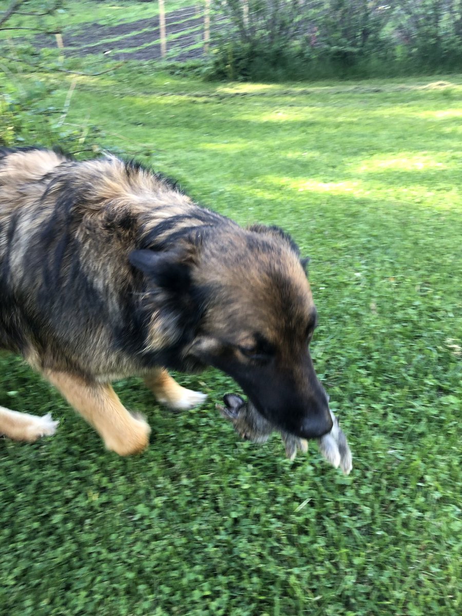 BackcountryCan's tweet photo. My dog caught a bunny last night... https://t.co/Ehsb5wP7r4