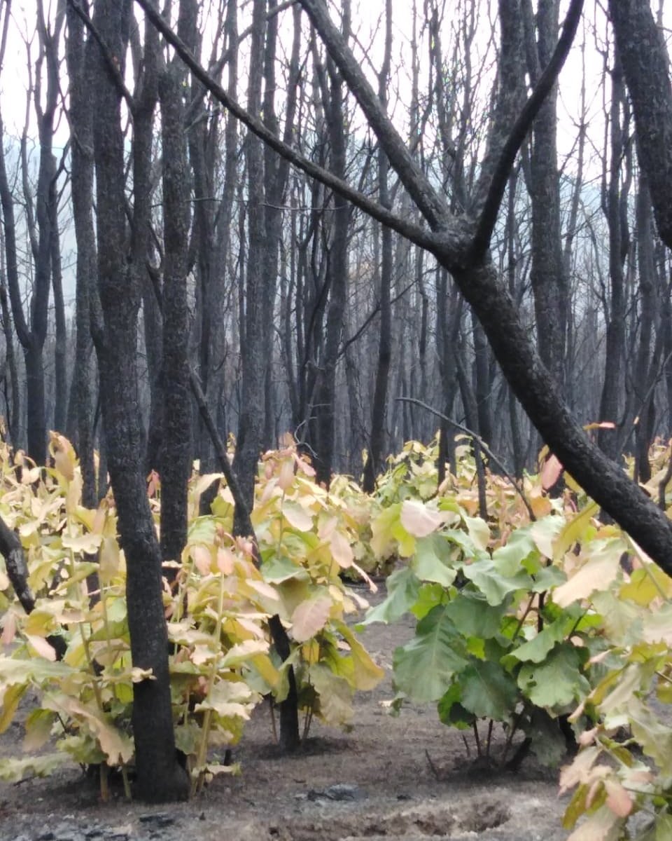 AnilloPrimavera's tweet photo. El bosque es más fuerte que la negligencia y las omisiones en su cuidado, estos pequeños brotes de encino tendrán la oportunidad de crecer mientras no sean incendiados de nuevo en los próximos años...¡El bosque es resiliente si lo dejamos vivir! https://t.co/b263lpTpkF