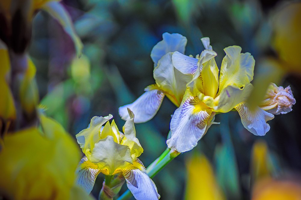 Yellow Iris
#flower #summer