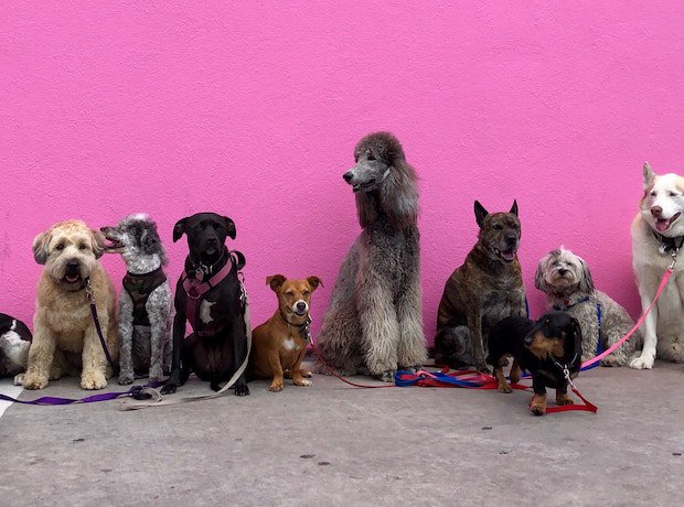 Volunteer abroad with dogs and cats! Here's everything you need to know about volunteering overseas in animal shelters: bit.ly/2Xpe0pC #animalshelter #volunteers #animalvolunteer #dogrescue #streetdogs