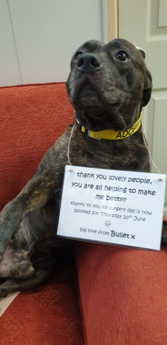 happystaffie's tweet image. A great big thank you from Bullet to all who have donated so far at justgiving.com/campaign/happy…