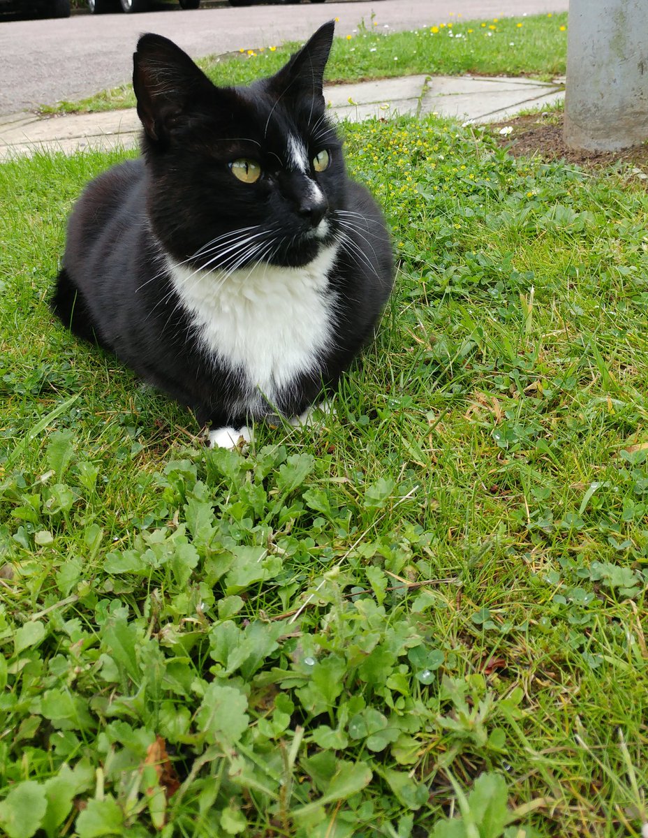 Dinithi_SLT's tweet photo. It has been a very long, long week with dreary weather! Here is some soothing Bertie for your Twitter Feed.
I love fussing Bertie when I see him at work! #ResidentCat #WorkCat https://t.co/zUy4kr0Ivz