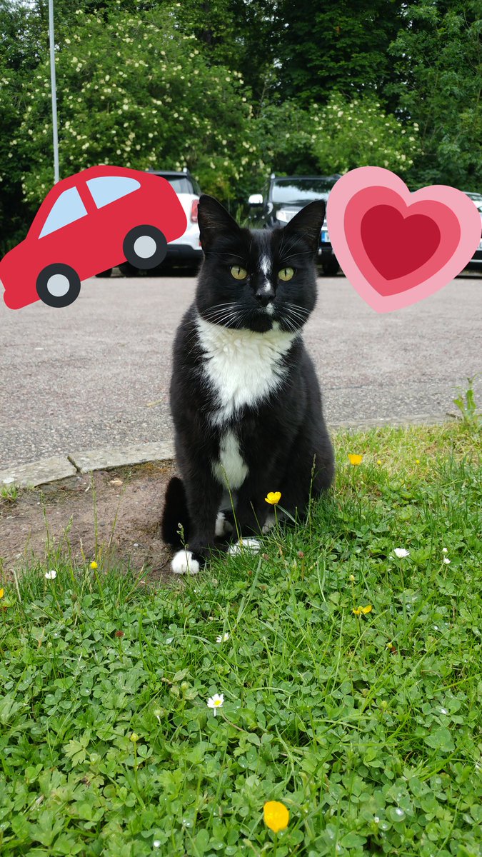 Dinithi_SLT's tweet photo. It has been a very long, long week with dreary weather! Here is some soothing Bertie for your Twitter Feed.
I love fussing Bertie when I see him at work! #ResidentCat #WorkCat https://t.co/zUy4kr0Ivz