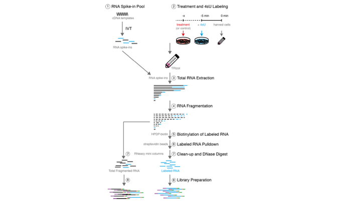 TT-seq is widely applicable to monitor RNA synthesis and enhancer dynamics in human cells. We now provide a detailed lab protocol and bioinformatic analysis pipeline:
Experimental: protocols.io/view/transient…
Analysis: biorxiv.org/cgi/content/sh…