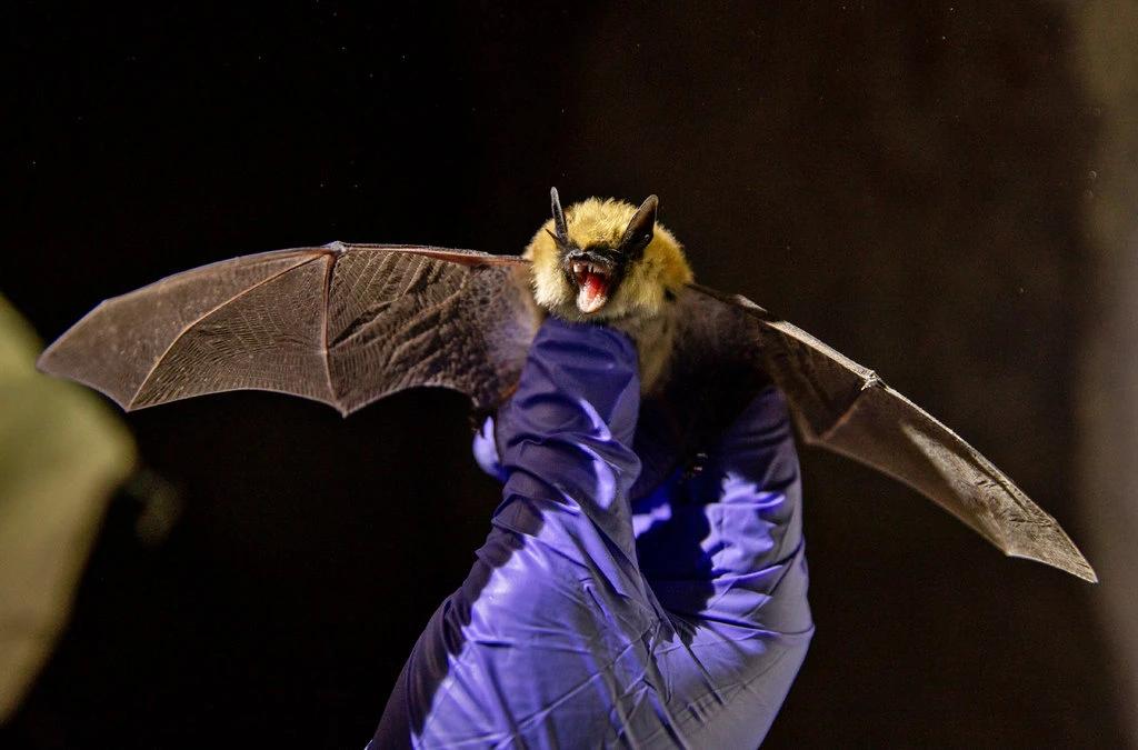 MicrobesInfect's tweet photo. Bats, not dogs, are the main cause of human #rabies in the US and have been for several years, responsible for infecting 7 of every 10 people who develop the disease
https://t.co/6OHQRoWg1o https://t.co/9OkWPpUfoX