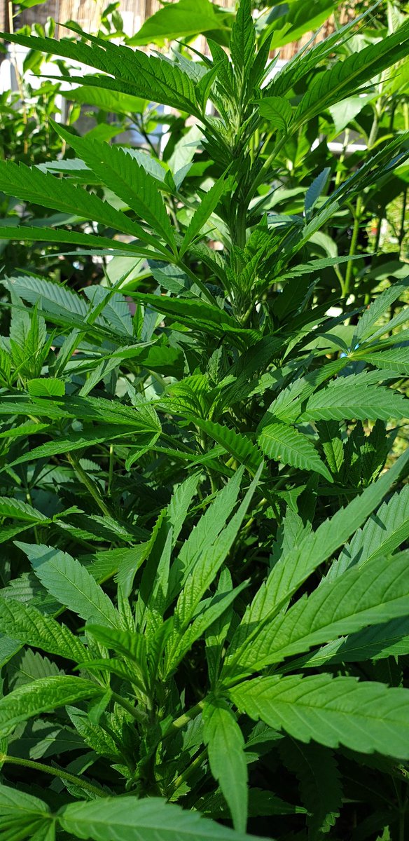 SuzySeeds's tweet photo. How much we love those early June #gardenpics π· from our fans. #OgKush #feminized #startgrowingyourown #allstartedfromseed #onlystablegenetics #cannabiseeds
#onelove #suzyseeds https://t.co/PSGadGsxG3