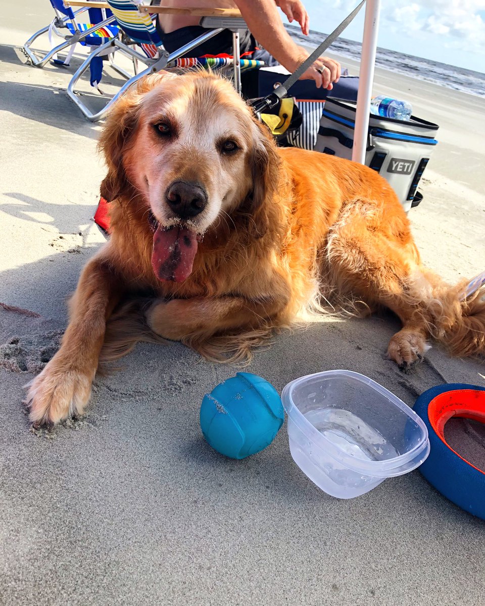 eboehling23's tweet photo. You are so missed and loved my sweet boy. You were truly the best dog anyone could have ever known 💕 https://t.co/gD7Kg5oeoi