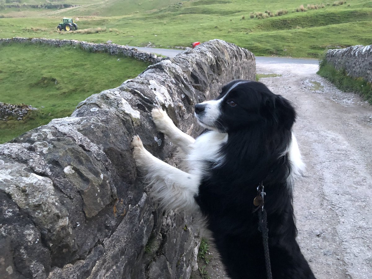 woolismybread's tweet photo. Base Camp 2. View of Yokenthwaite. #ladiesyomp Camp on hill. One loo. Hot flannel strip wash or dip in the beck. Great company. Food. Fun. And fresh air. #walking #women fundraising for @HellsFells Thank you @Yokgranola for our fabulous site. https://t.co/spfG5GFrq6