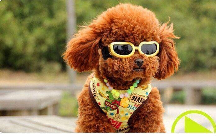 DylanFerdez's tweet photo. Ahora sí, lo que nadie pidió pero todes esperaban.
Políticos as Mascotas: a thread. https://t.co/0HTPB6e4a6