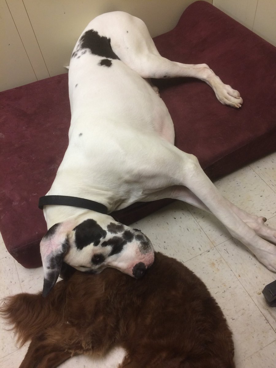 ACHS_Maverick's tweet photo. When you run out of bed and just can’t hold your head up on the last day of school. #friends @APS_CTAE @APSCareerCenter https://t.co/Fr0HYMA5tr