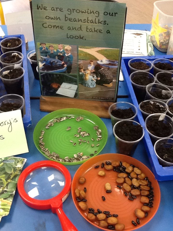 StAidansRecpt's tweet photo. We have planted our own beans and are enjoying observing the changes. https://t.co/bM2HpANvGf